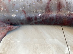 Carcharhinus amboinensis