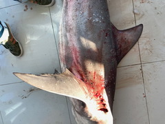 Carcharhinus amboinensis