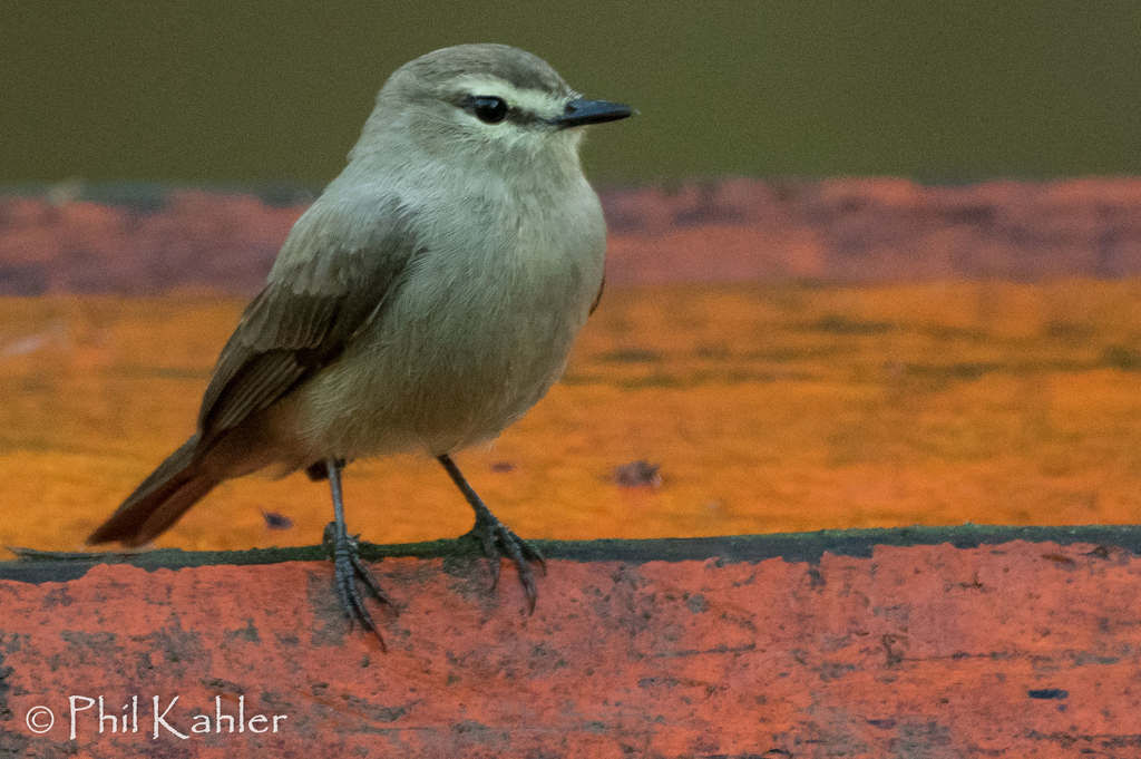 Drab Water Tyrant photo