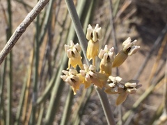 Asclepias albicans × subulata