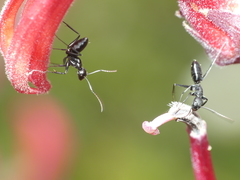 Camponotus morosus