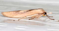 Calamidia hirta