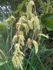 Dioscorea pentaphylla