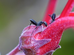 Camponotus morosus