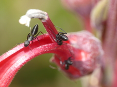 Camponotus morosus