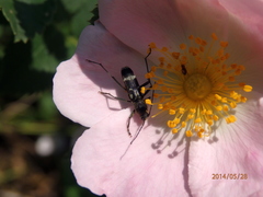 Chlorophorus figuratus