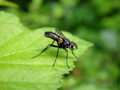 Phyllomya volvulus