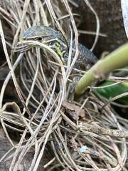 Stenocercus trachycephalus