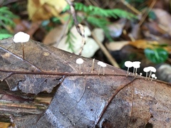 Collybiopsis quercophila