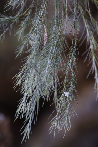 Image of Psoralea gigantea by (c) Tony Rebelo, some rights reserved (CC BY-SA)