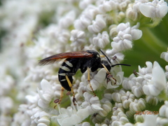 Tenthredo bifasciata violacea