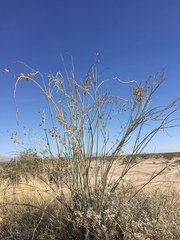 Asclepias albicans × subulata