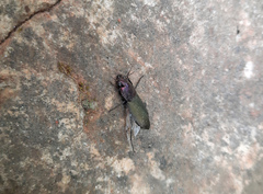 Neoaulacoryssus speciosus