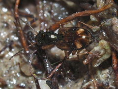 Bembidion articulatum