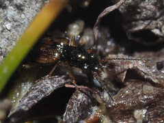 Bembidion articulatum