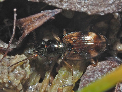 Bembidion articulatum
