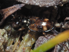 Bembidion articulatum