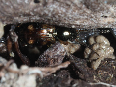 Bembidion articulatum