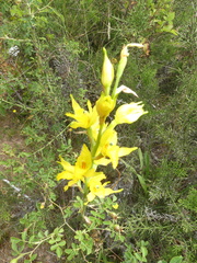 Chloraea barbata