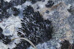 Racomitrium lamprocarpum