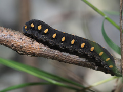 Tenthredo marginella
