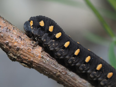 Tenthredo marginella