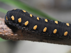 Tenthredo marginella