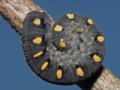 Tenthredo marginella