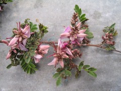 Indigofera heterantha
