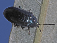 Phratora vulgatissima