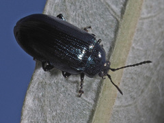 Phratora vulgatissima