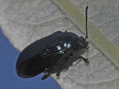Phratora vulgatissima