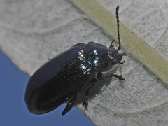 Phratora vulgatissima