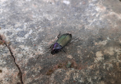 Neoaulacoryssus speciosus