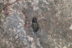 Neoaulacoryssus speciosus