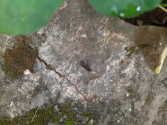 Neoaulacoryssus speciosus