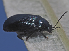 Phratora vulgatissima