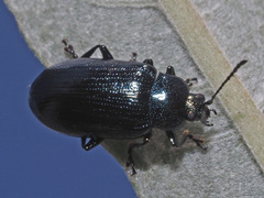 Phratora vulgatissima