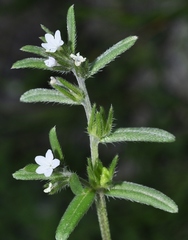 Buglossoides arvensis arvensis