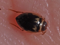 Hygrotus inaequalis