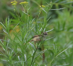 Prinia subflava pondoensis