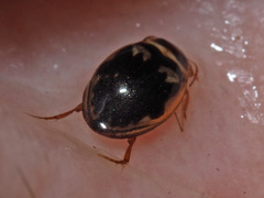 Hygrotus inaequalis