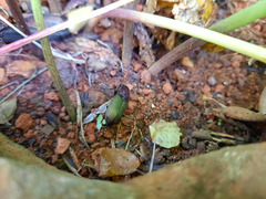 Neoaulacoryssus speciosus