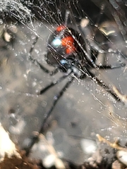 Latrodectus mactans