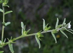 Buglossoides arvensis arvensis