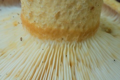 Lactarius intermedius