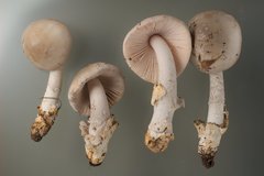 Amanita simulans
