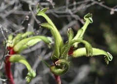 Anigozanthos bicolor decrescens