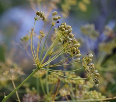 Glia prolifera