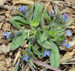 Buglossoides incrassata